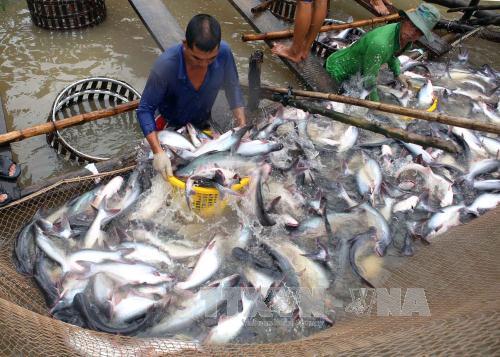 Trung Quốc có thể trở thành thị trường nhập khẩu cá tra lớn nhất của Việt Nam ảnh 1